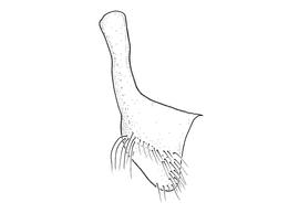   Anthidium parkeri  male, diagram showing ventral view of seventh sternum (S7), diagram from Gonzalez and Griswold 2013 
